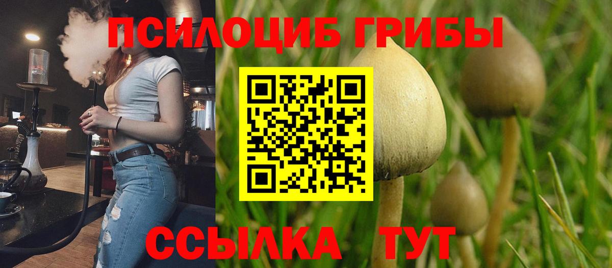 Галлюциногенные грибы Psilocybe  Вход с VPN  что такое наркотик  Ливны 